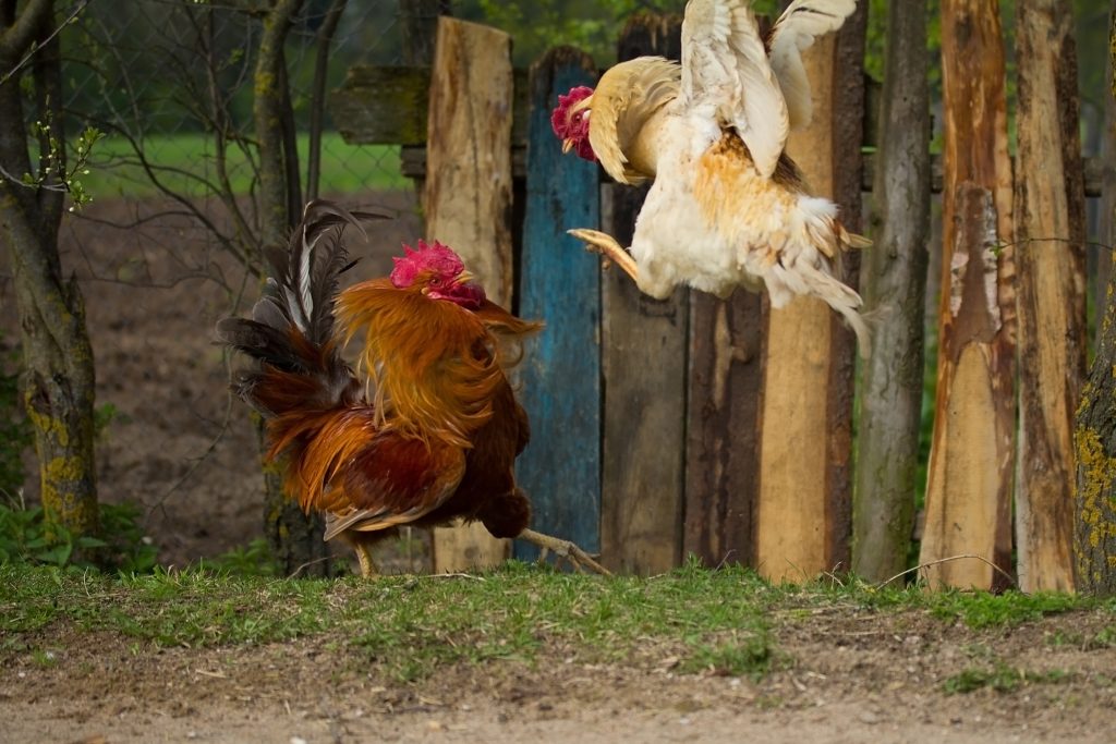hai con gà trống đánh nhau