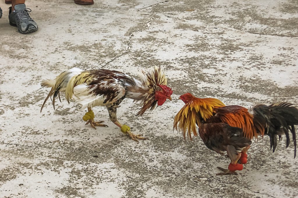 Chọi gà ở Cộng hòa Dominica